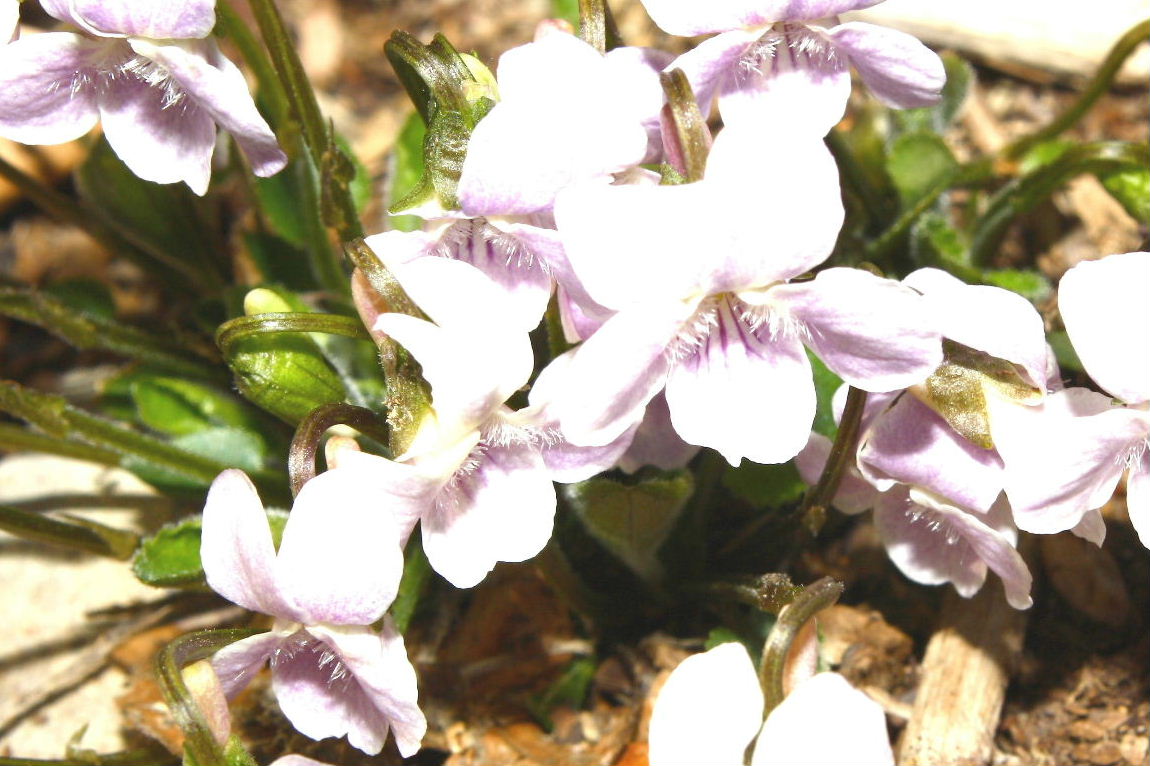 Viola da determinare-2 ??